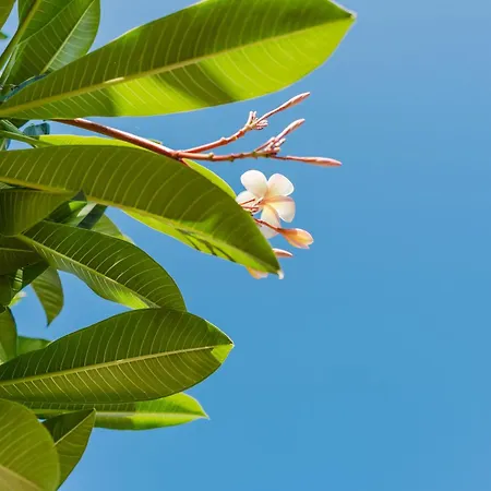 Mare Rosa * Balestrate